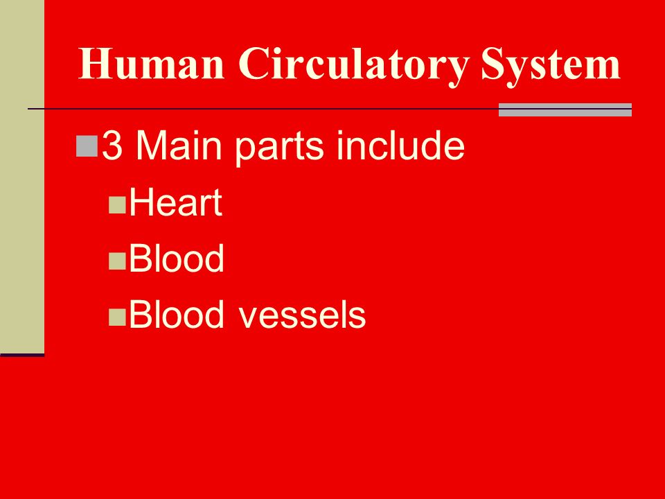 Human Circulatory System 3 Main parts include Heart Blood Blood vessels