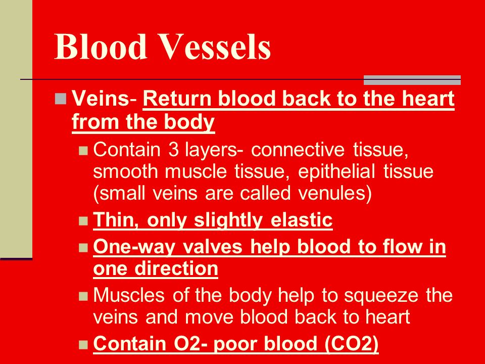 Blood Vessels Veins- Return blood back to the heart from the body Contain 3 layers- connective tissue, smooth muscle tissue, epithelial tissue (small veins are called venules) Thin, only slightly elastic One-way valves help blood to flow in one direction Muscles of the body help to squeeze the veins and move blood back to heart Contain O2- poor blood (CO2)