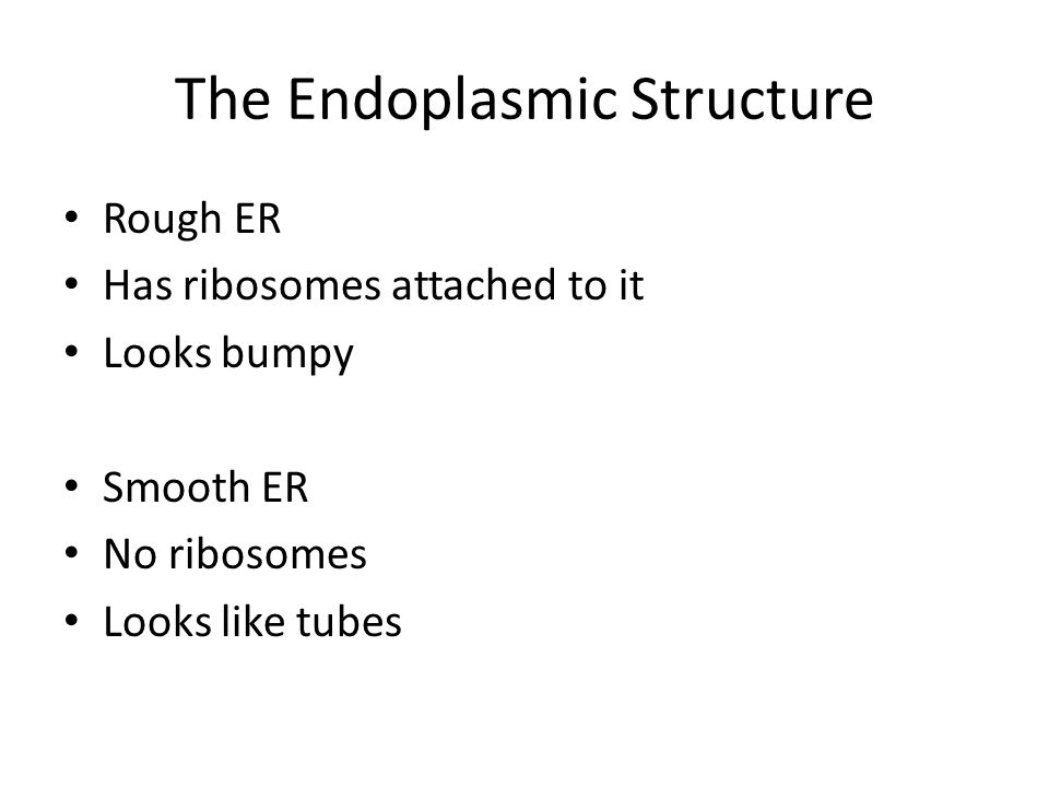 The Endoplasmic Structure Rough ER Has ribosomes attached to it Looks bumpy Smooth ER No ribosomes Looks like tubes