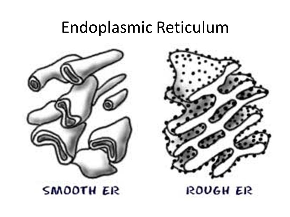Campbell Chapter 6 Endoplasmic Reticulum Structure Diagram | Quizlet