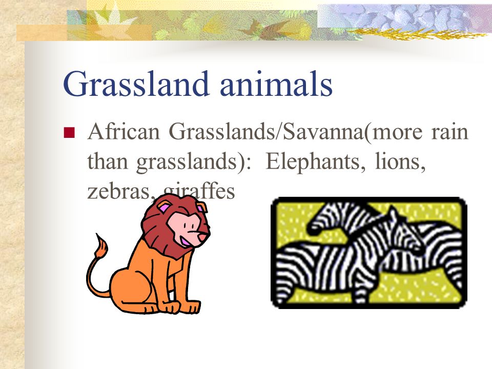 Grassland animals African Grasslands/Savanna(more rain than grasslands): Elephants, lions, zebras, giraffes