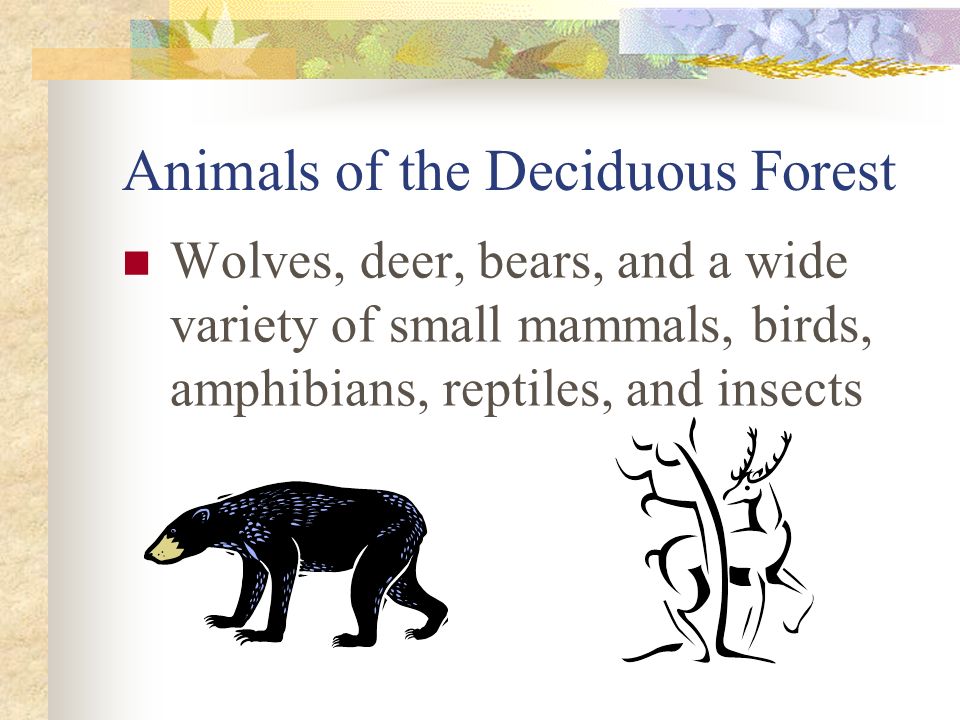 Animals of the Deciduous Forest Wolves, deer, bears, and a wide variety of small mammals, birds, amphibians, reptiles, and insects