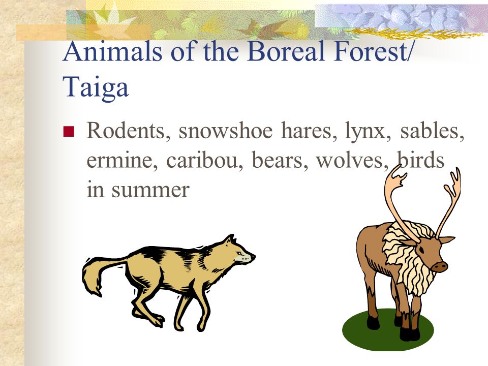Animals of the Boreal Forest/ Taiga Rodents, snowshoe hares, lynx, sables, ermine, caribou, bears, wolves, birds in summer