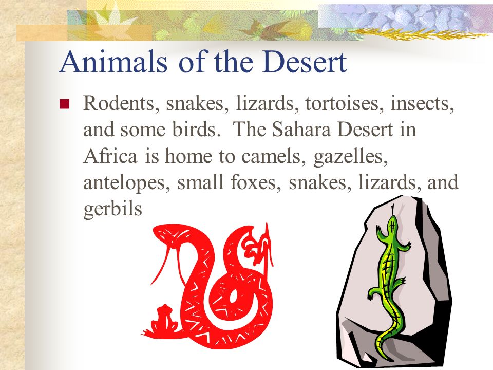 Animals of the Desert Rodents, snakes, lizards, tortoises, insects, and some birds.