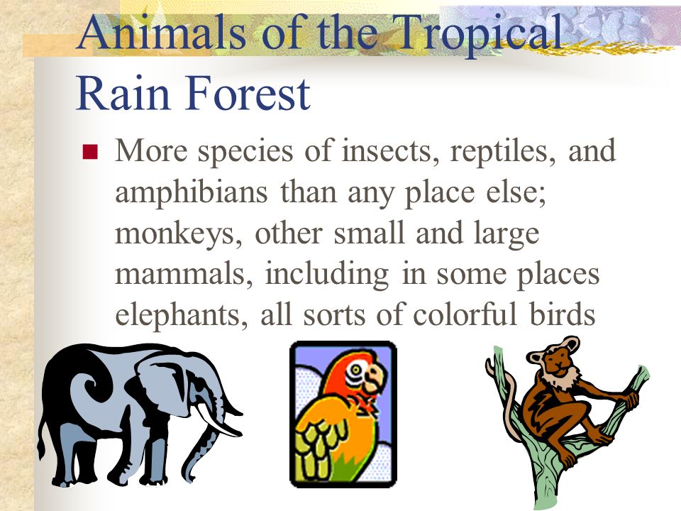 Animals of the Tropical Rain Forest More species of insects, reptiles, and amphibians than any place else; monkeys, other small and large mammals, including in some places elephants, all sorts of colorful birds