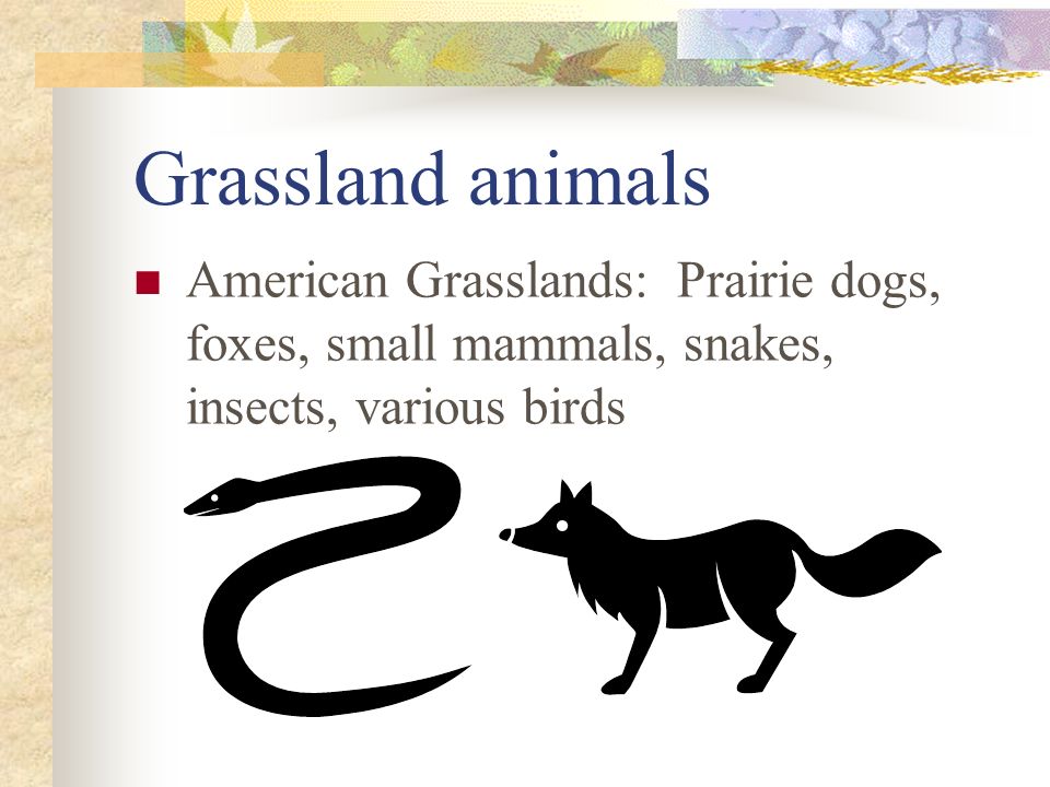 Grassland animals American Grasslands: Prairie dogs, foxes, small mammals, snakes, insects, various birds