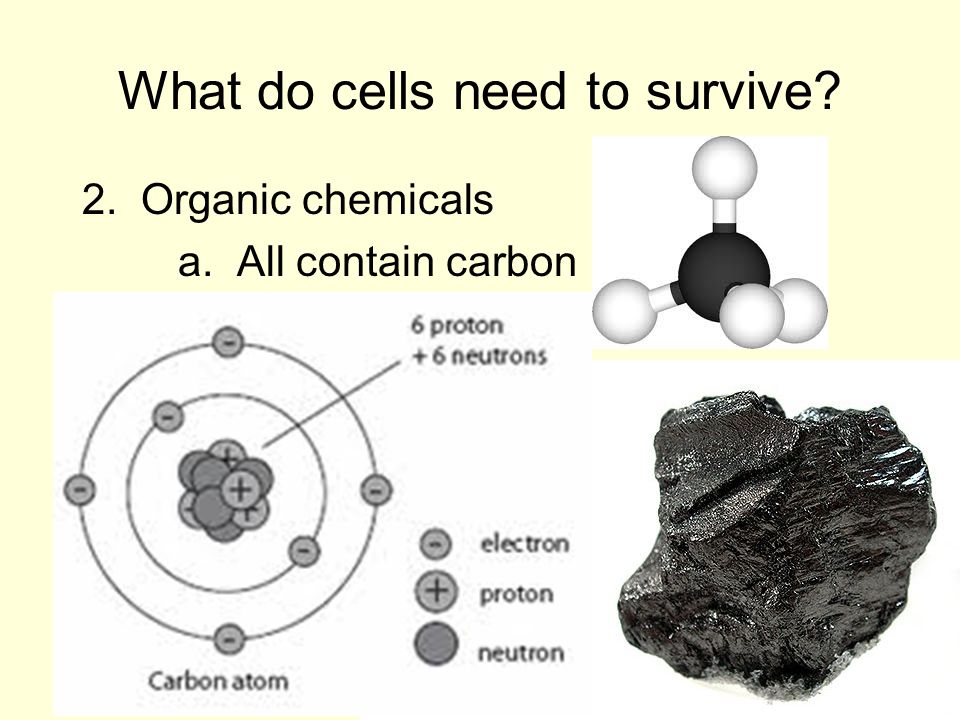 2. Organic chemicals a. All contain carbon What do cells need to survive