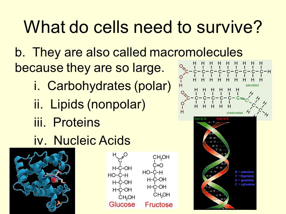 b. They are also called macromolecules because they are so large.