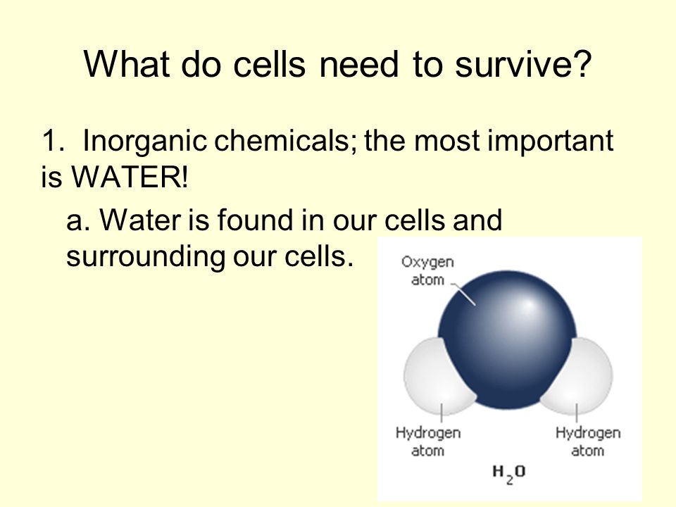 What do cells need to survive. 1. Inorganic chemicals; the most important is WATER.