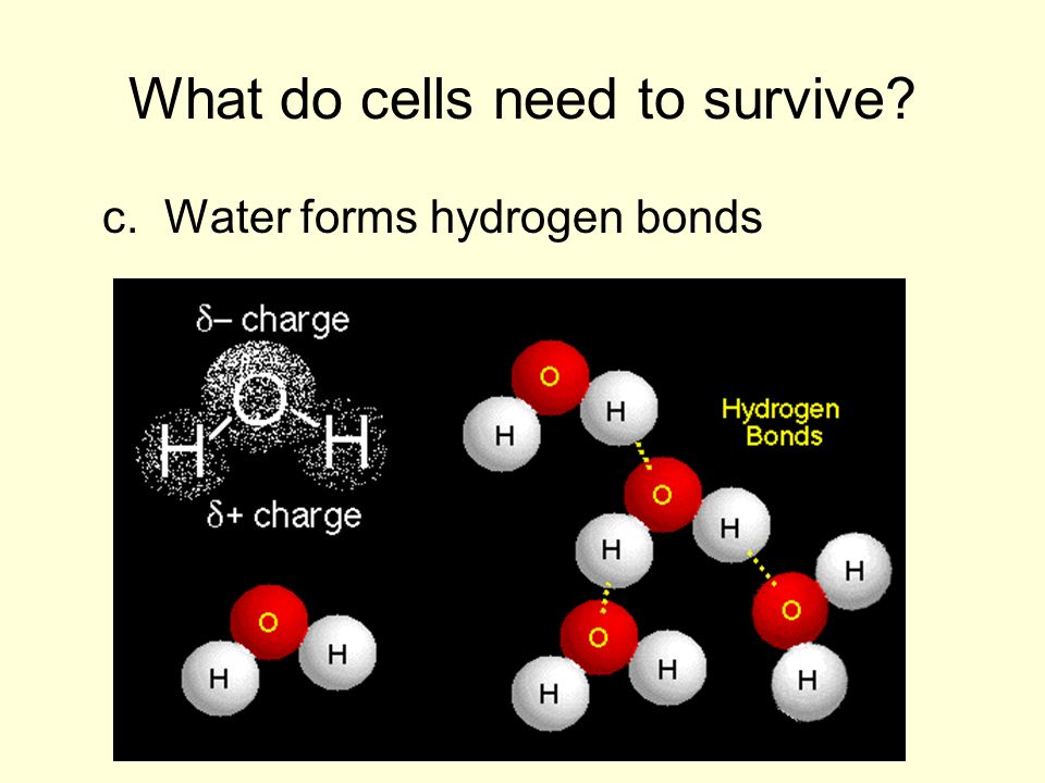 What do cells need to survive c. Water forms hydrogen bonds