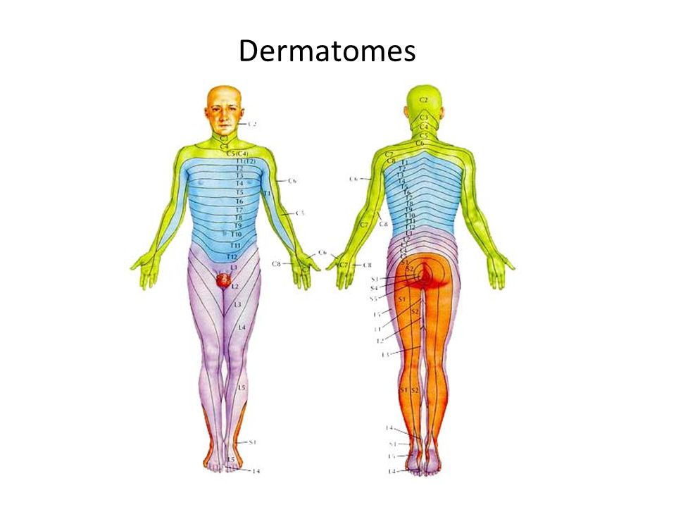 Дерматомы в неврологии схема