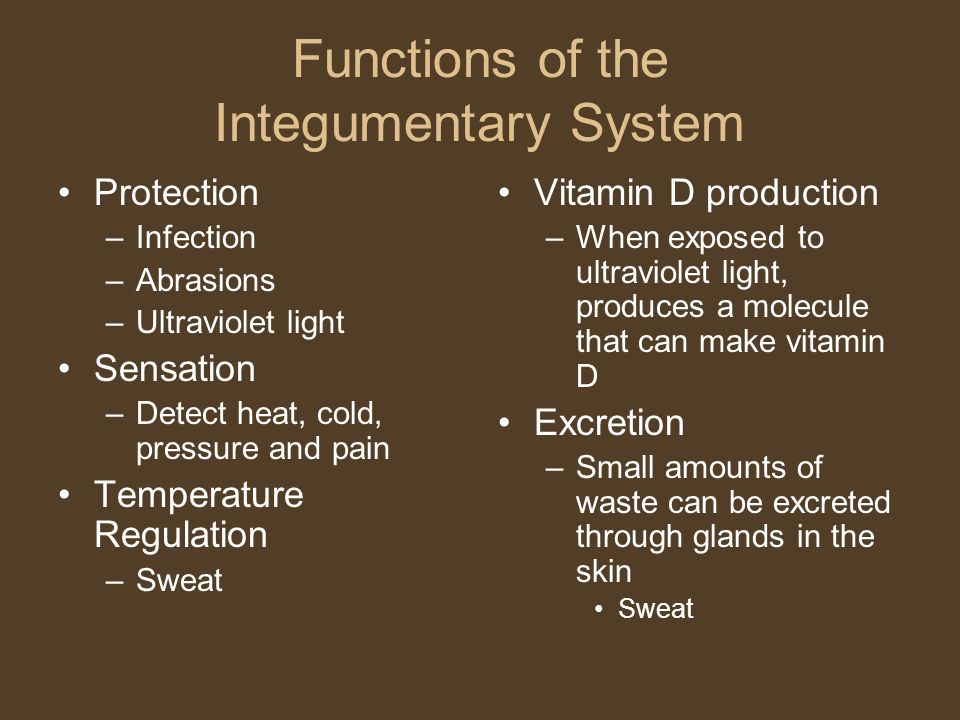 Integumentary System The Skin Hair And Nails Integument