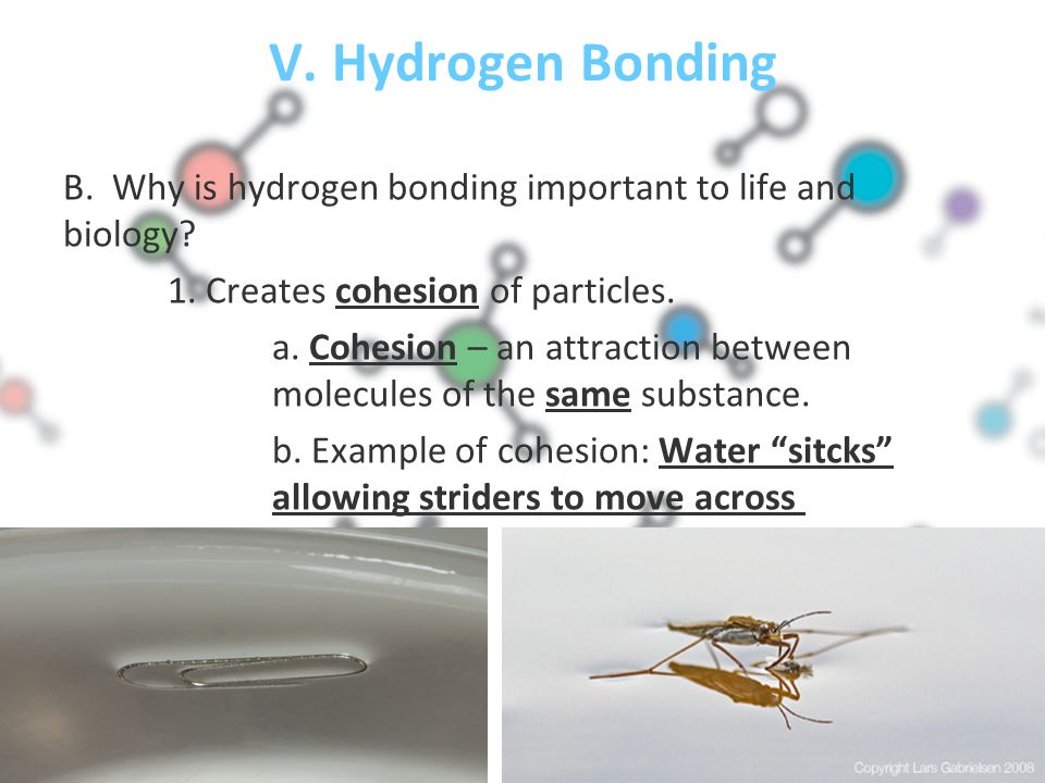 V. Hydrogen Bonding B. Why is hydrogen bonding important to life and biology.