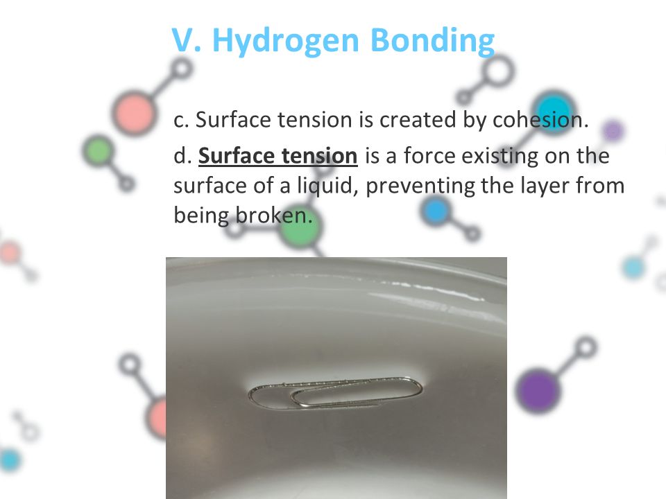 V. Hydrogen Bonding c. Surface tension is created by cohesion.