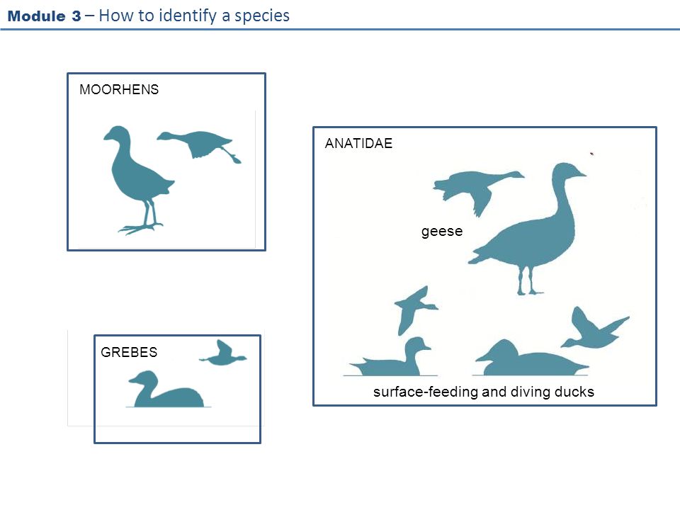 Module 3 – How to identify a species MOORHENS GREBES ANATIDAE surface-feeding and diving ducks geese