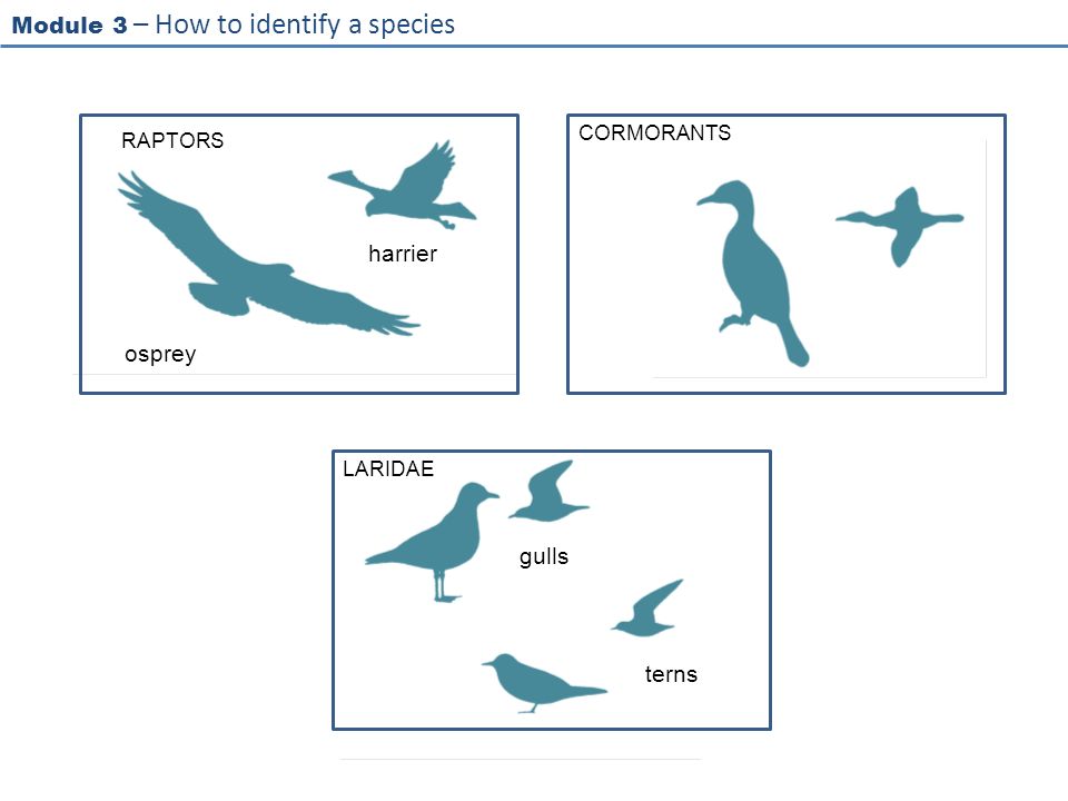 Module 3 – How to identify a species RAPACESCORMORANTS LARIDAE gulls terns osprey harrier RAPTORS