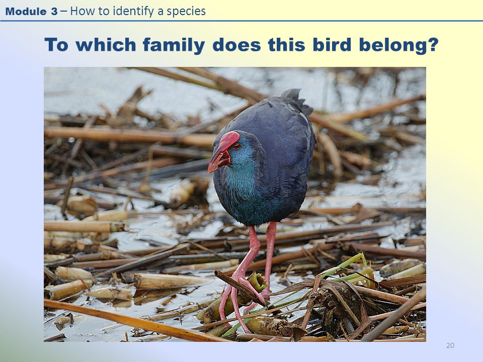 Module 3 – How to identify a species To which family does this bird belong 20