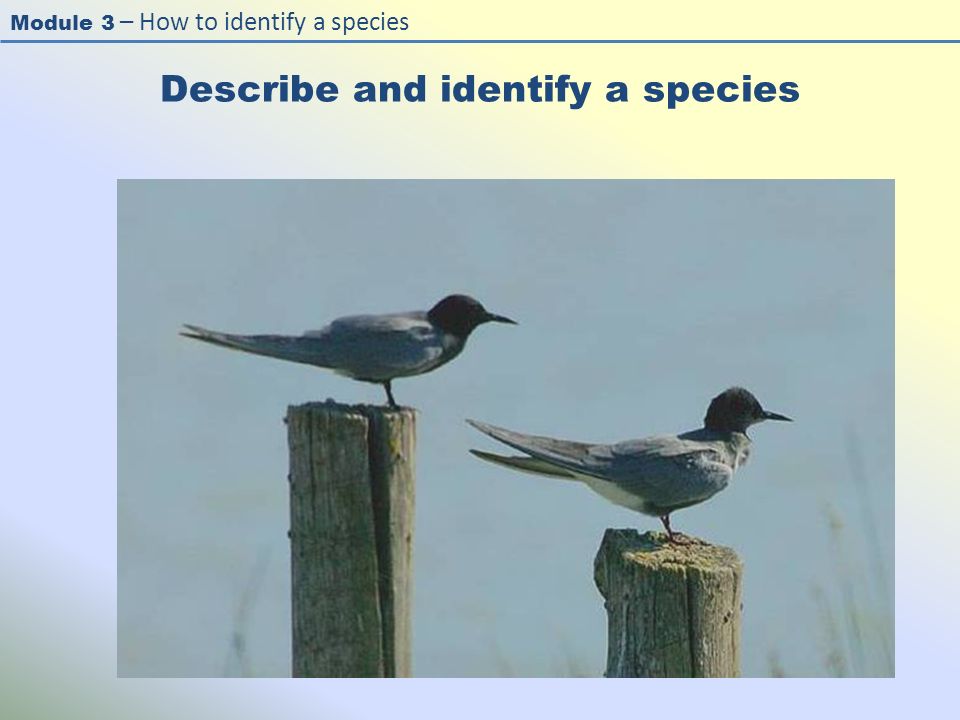 Module 3 – How to identify a species Describe and identify a species