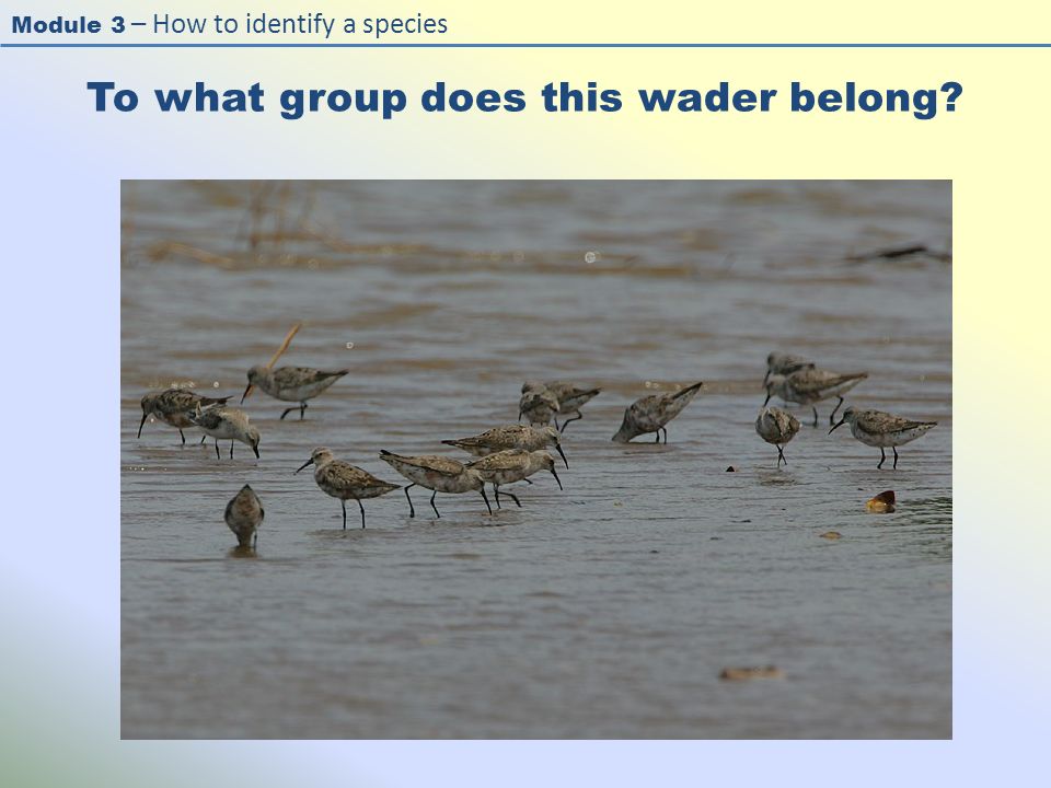 Module 3 – How to identify a species To what group does this wader belong