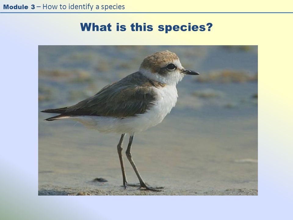 Module 3 – How to identify a species What is this species