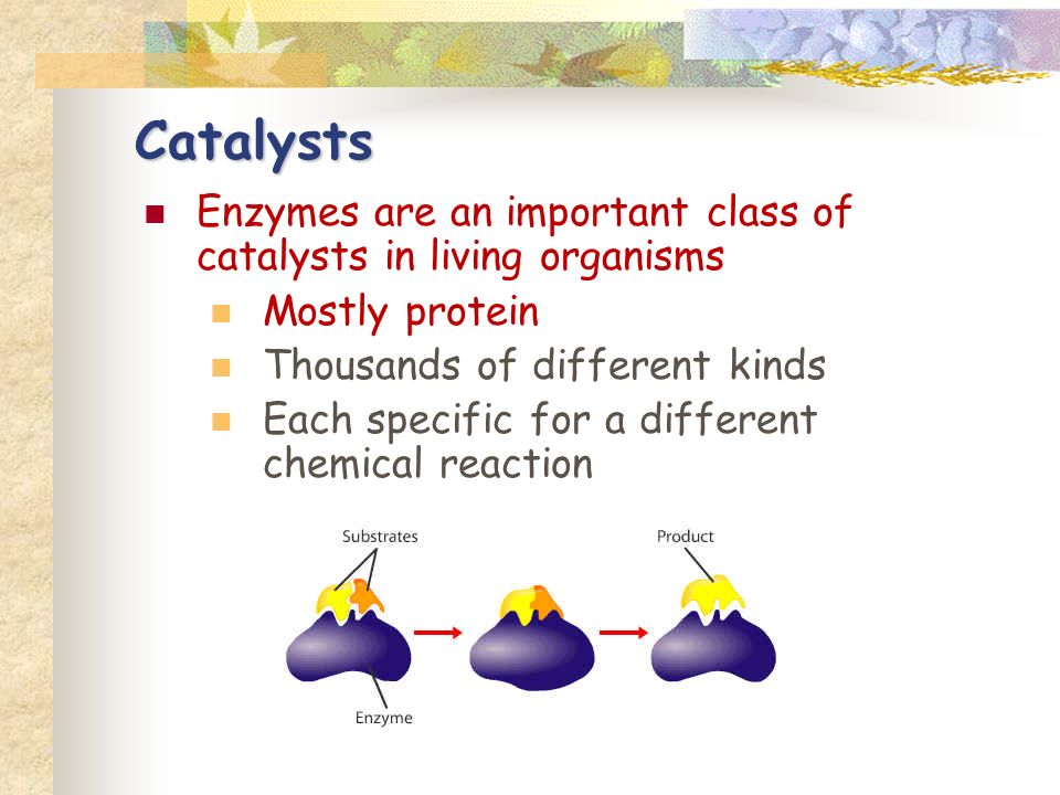 Enzymes are an important class of catalysts in living organisms Mostly protein Thousands of different kinds Each specific for a different chemical reaction Catalysts