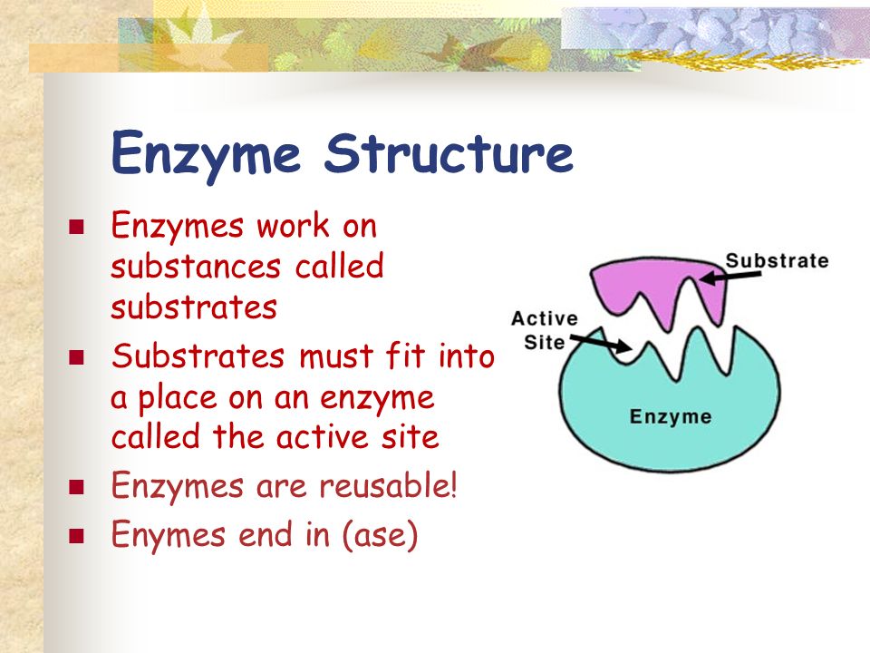 Enzyme Structure Enzymes work on substances called substrates Substrates must fit into a place on an enzyme called the active site Enzymes are reusable.