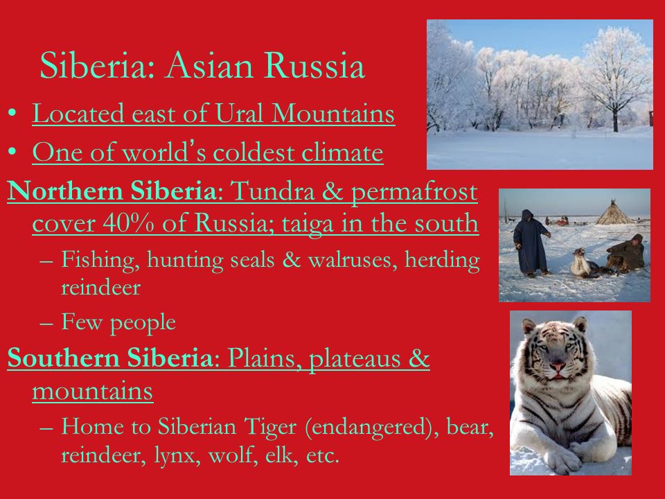 Siberia: Asian Russia Located east of Ural Mountains One of world’s coldest climate Northern Siberia: Tundra & permafrost cover 40% of Russia; taiga in the south –Fishing, hunting seals & walruses, herding reindeer –Few people Southern Siberia: Plains, plateaus & mountains –Home to Siberian Tiger (endangered), bear, reindeer, lynx, wolf, elk, etc.