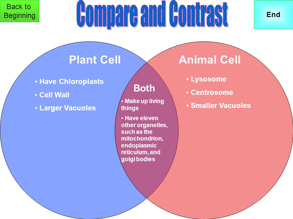 Welcome to our Lab. Click on the door to enter.. Animal CellPlant Cell  Compare/ Contrast. - ppt download