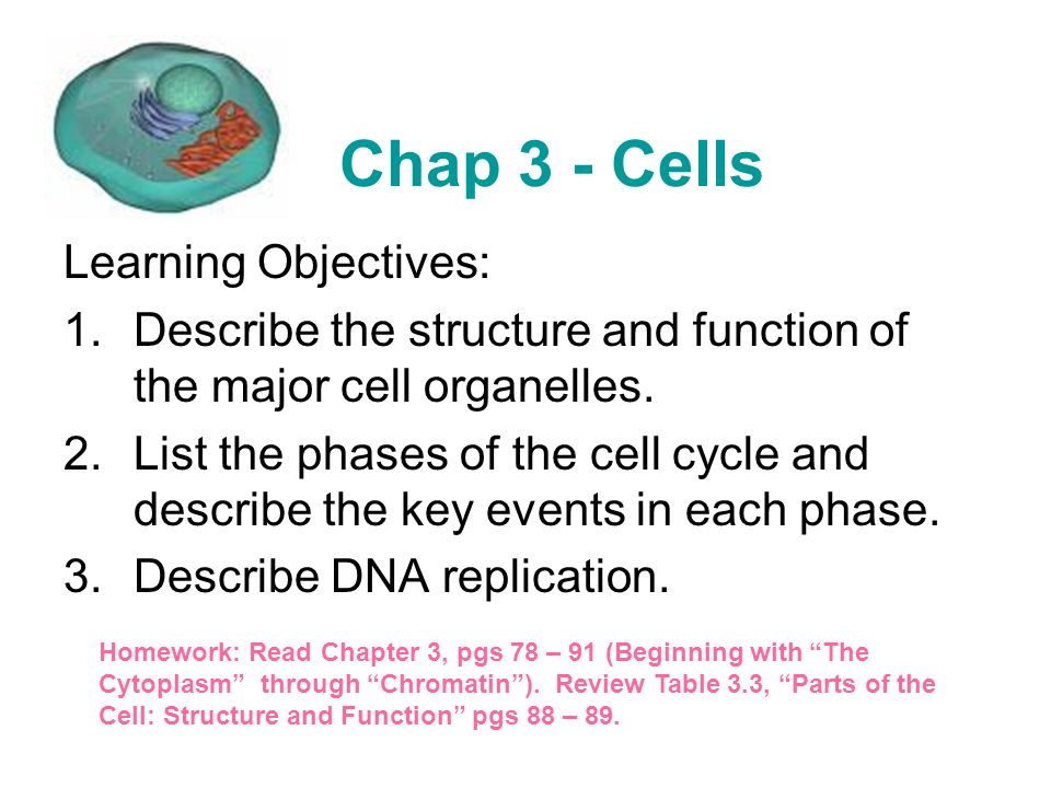 Chap 3 Cells Learning Objectives 1 Describe The Structure
