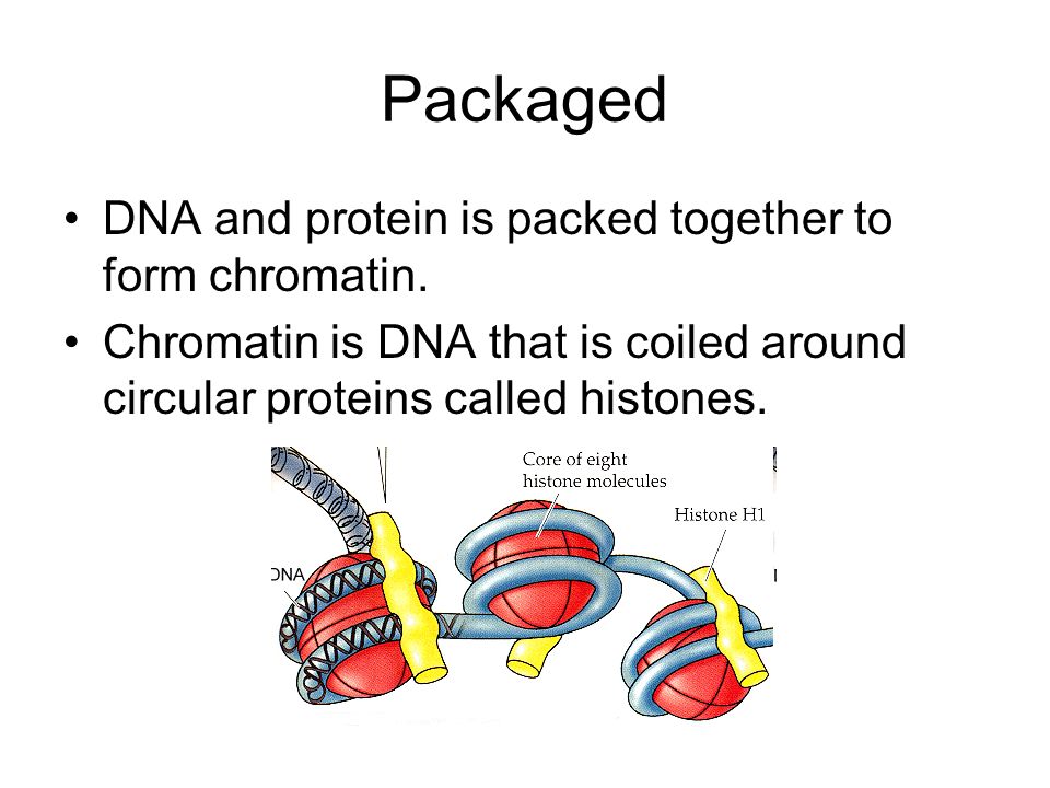 Packaged DNA and protein is packed together to form chromatin.