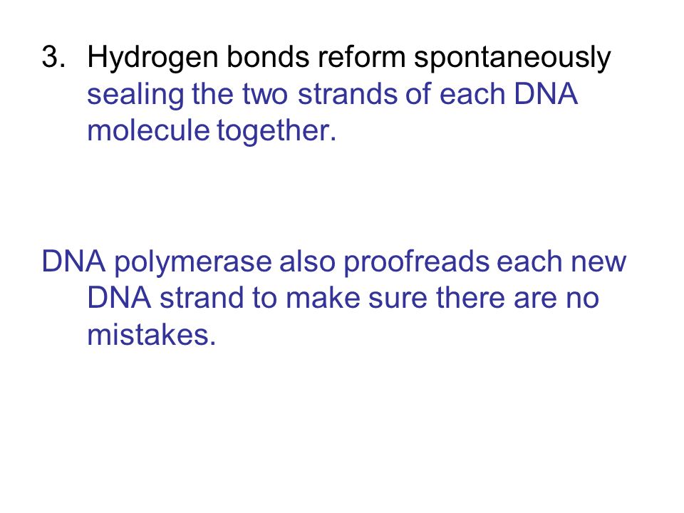3.Hydrogen bonds reform spontaneously sealing the two strands of each DNA molecule together.