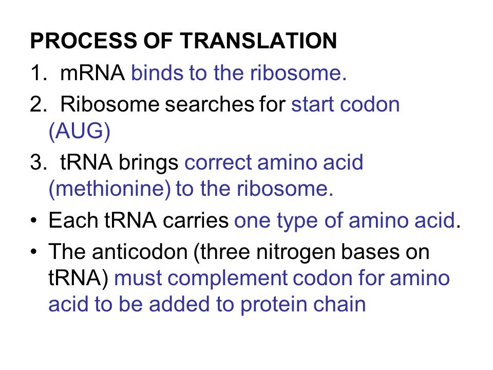PROCESS OF TRANSLATION 1. mRNA binds to the ribosome.