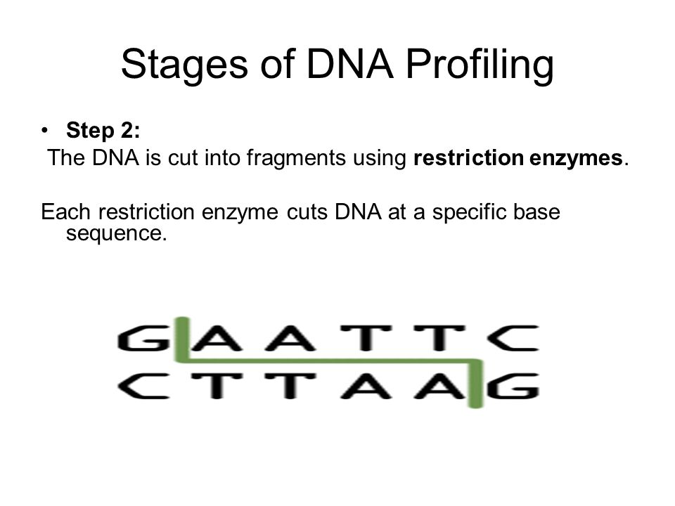 Stages of DNA Profiling Step 2: The DNA is cut into fragments using restriction enzymes.