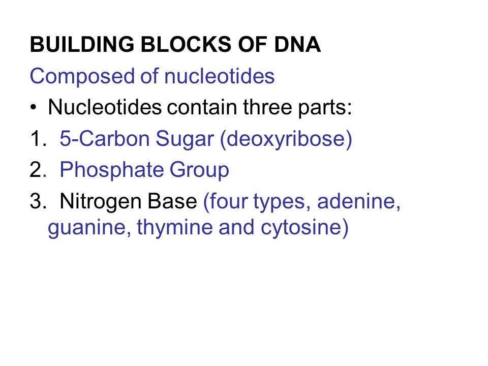 BUILDING BLOCKS OF DNA Composed of nucleotides Nucleotides contain three parts: 1.