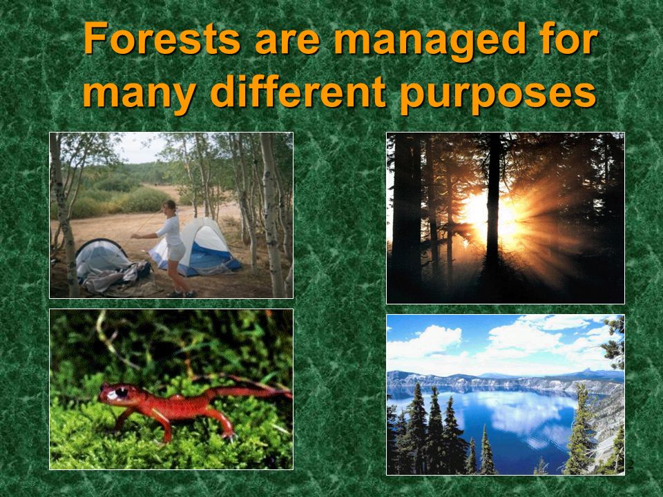 12 Forests are managed for many different purposes