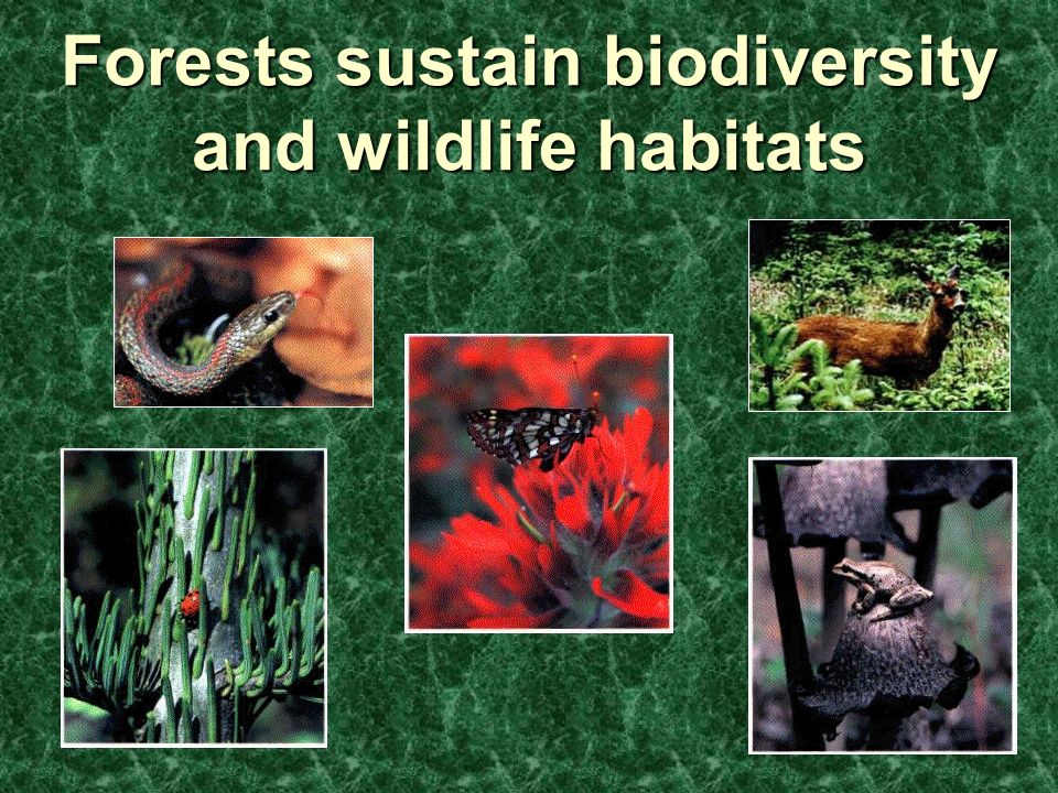 5 Forests sustain biodiversity and wildlife habitats