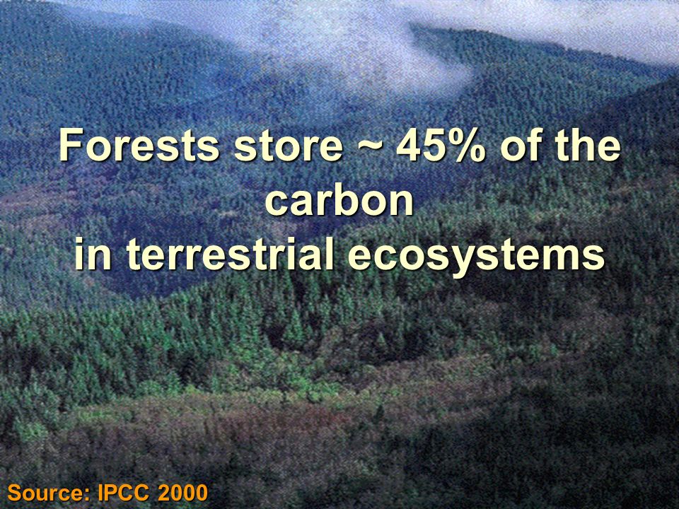 8 Forests store carbon Forests store ~ 45% of the carbon in terrestrial ecosystems Source: IPCC 2000