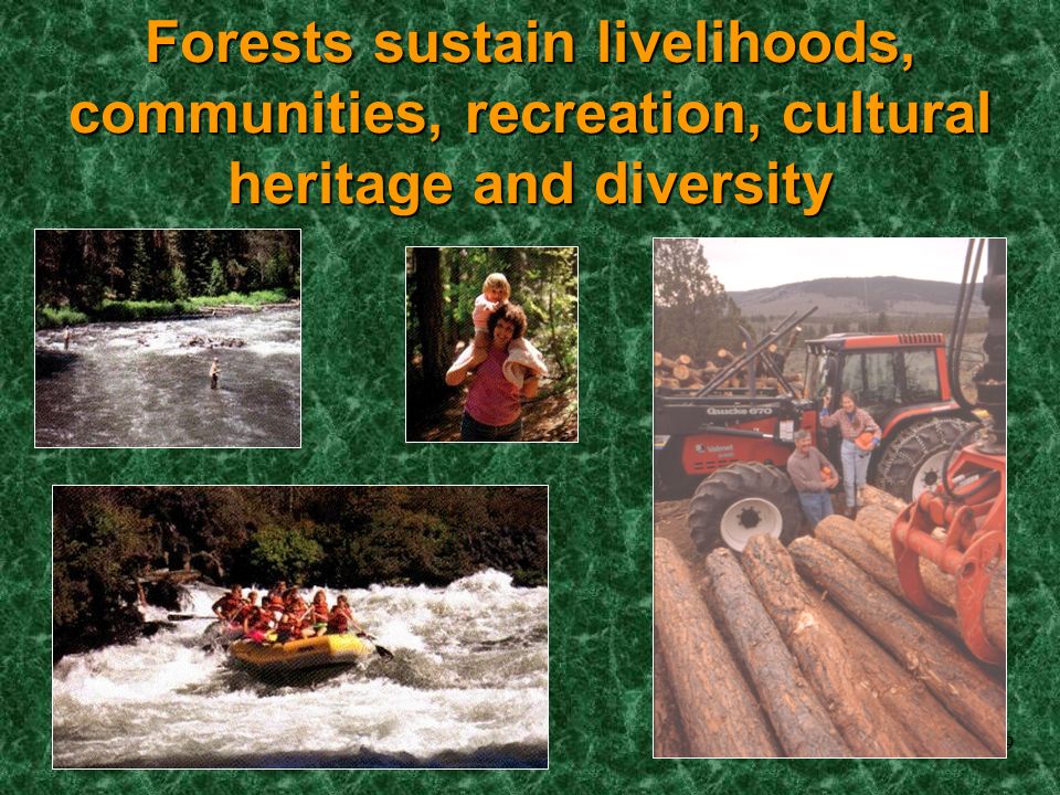 9 Forests sustain livelihoods, communities, recreation, cultural heritage and diversity