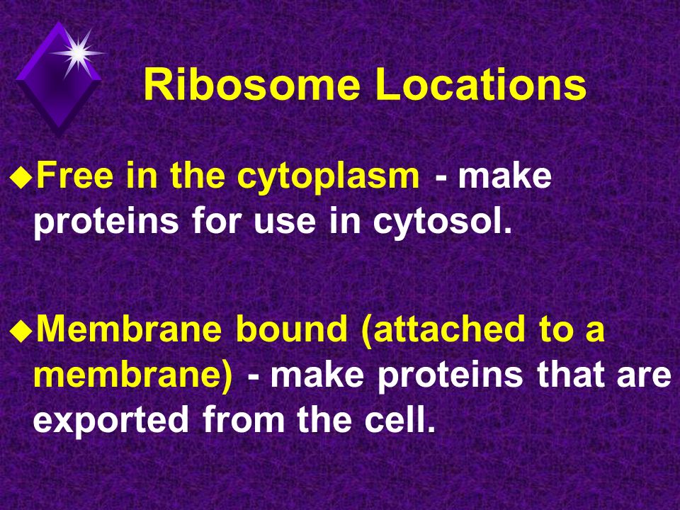 Ribosome Locations u Free in the cytoplasm - make proteins for use in cytosol.