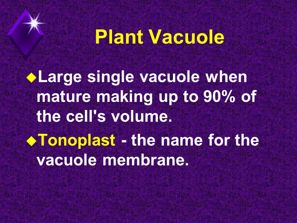 Plant Vacuole u Large single vacuole when mature making up to 90% of the cell s volume.