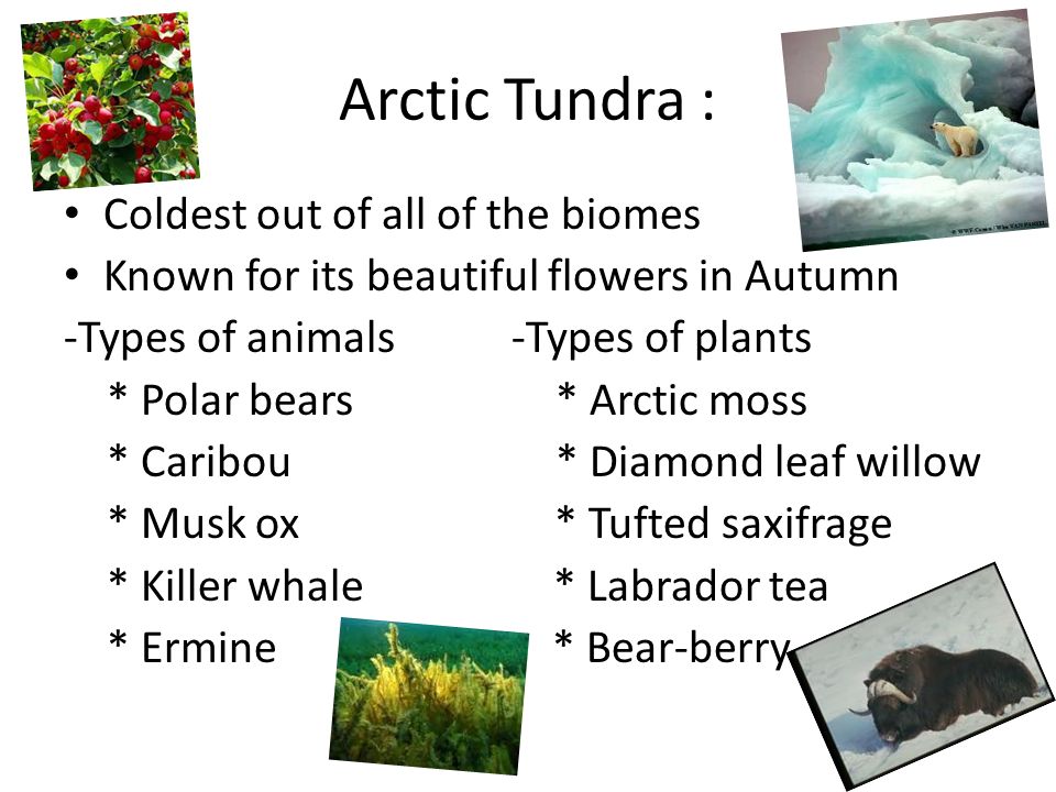 7 Major Biomes Of The World. By Cheyenne :3. Arctic Tundra : Coldest out of  all of the biomes Known for its beautiful flowers in Autumn -Types of  animals. - ppt download