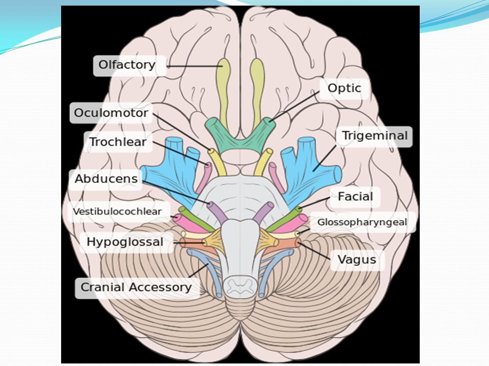 Черепные нервы череп. 12 Пар черепных нервов выход из черепа. Черепные нервы на основании головного мозга. Выход черепно-мозговых нервов на основание мозга. 12 Пар черепно мозговых нервов основание черепа.