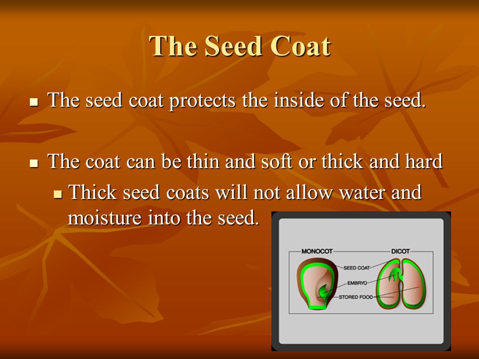 IV. Water Regulation by Seed Coat