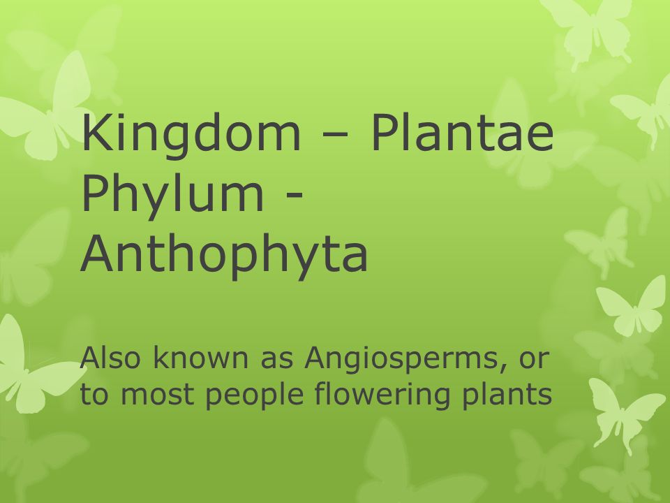 Kingdom – Plantae Phylum - Anthophyta Also known as Angiosperms, or to most people flowering plants