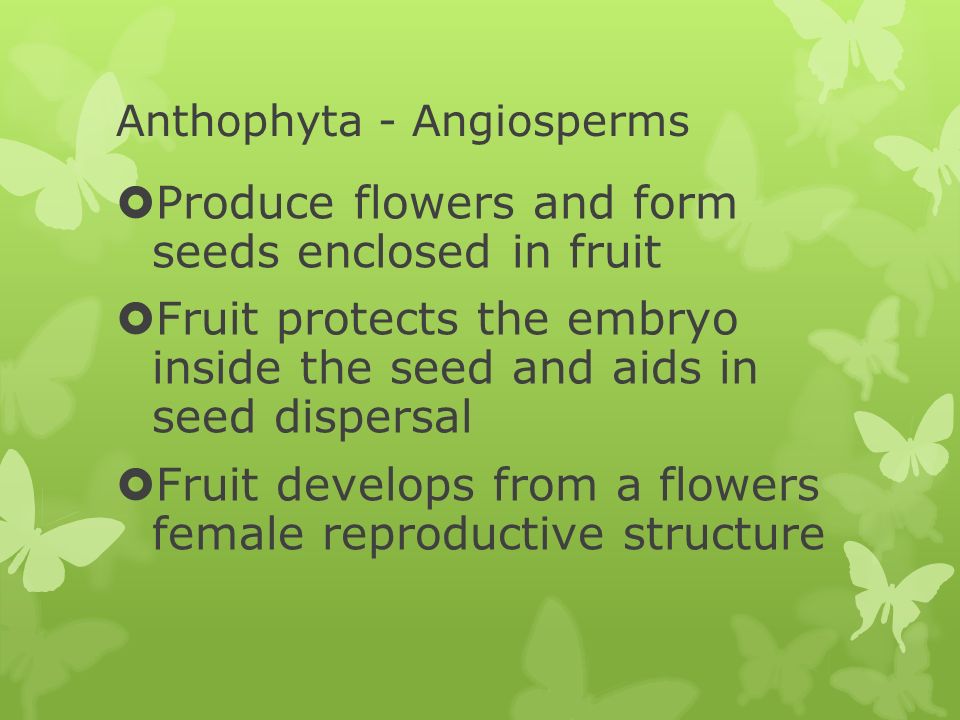 Anthophyta - Angiosperms  Produce flowers and form seeds enclosed in fruit  Fruit protects the embryo inside the seed and aids in seed dispersal  Fruit develops from a flowers female reproductive structure