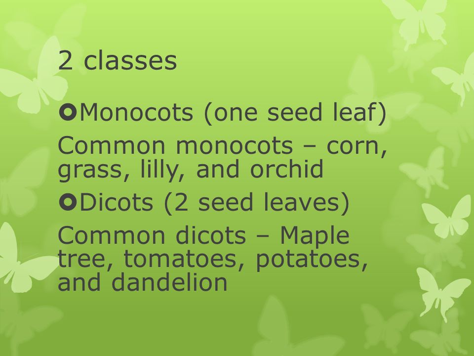 2 classes  Monocots (one seed leaf) Common monocots – corn, grass, lilly, and orchid  Dicots (2 seed leaves) Common dicots – Maple tree, tomatoes, potatoes, and dandelion