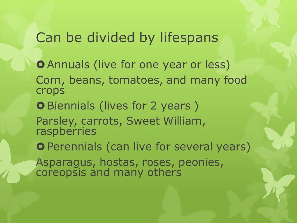 Can be divided by lifespans  Annuals (live for one year or less) Corn, beans, tomatoes, and many food crops  Biennials (lives for 2 years ) Parsley, carrots, Sweet William, raspberries  Perennials (can live for several years) Asparagus, hostas, roses, peonies, coreopsis and many others