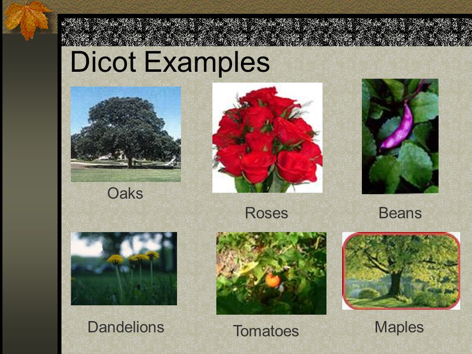 Dicot Examples Oaks DandelionsMaples Beans Roses Tomatoes