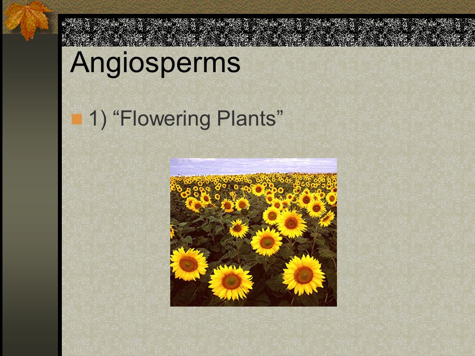 Angiosperms 1) Flowering Plants