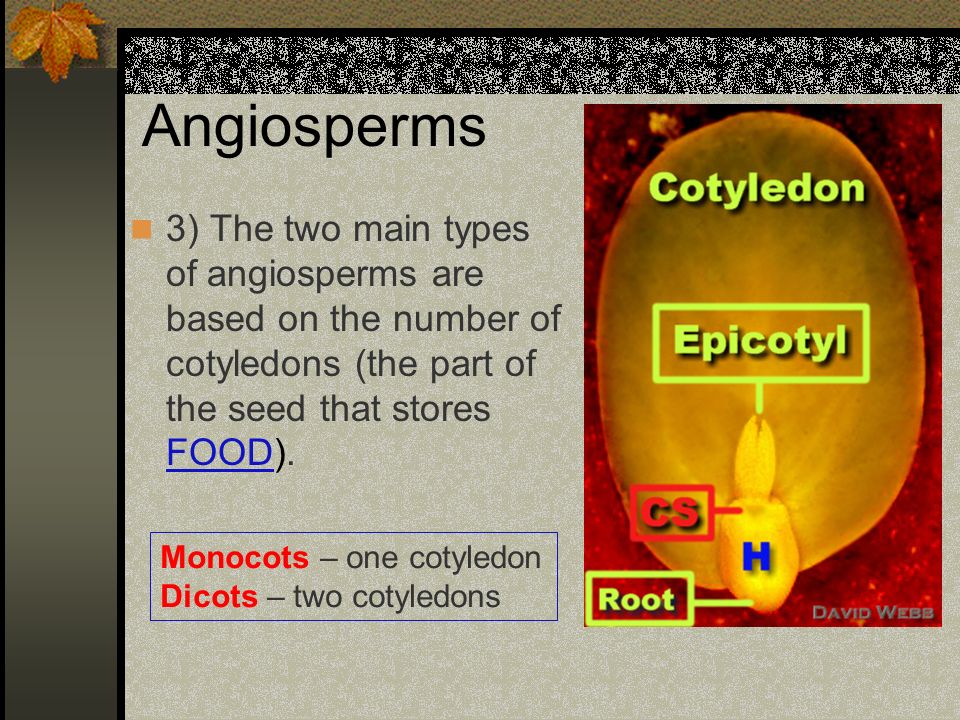 Angiosperms 3) The two main types of angiosperms are based on the number of cotyledons (the part of the seed that stores FOOD).